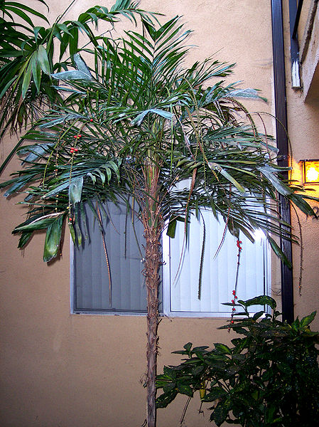 File:Linospadix monostachya P.jpg