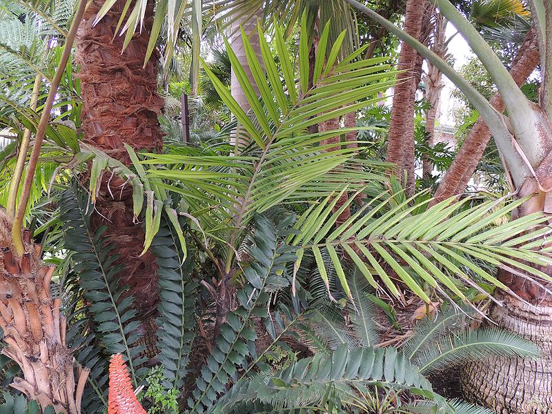 File:Burretiokentia viellardia Hartman.jpg