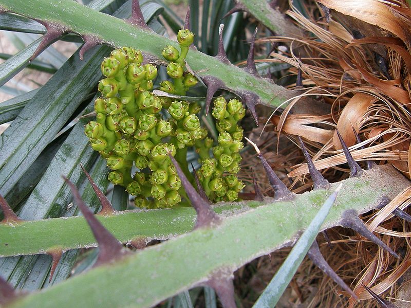 File:Chamaerops cerifera flowers closer.JPG