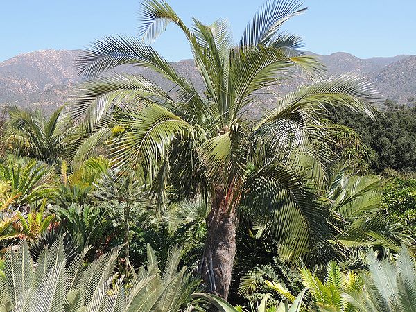 Parajubaea cocoides Alchetron, The Free Social Encyclopedia
