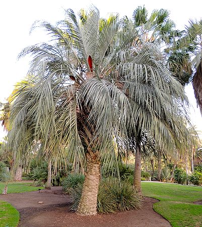 Butia odorata Palms For California