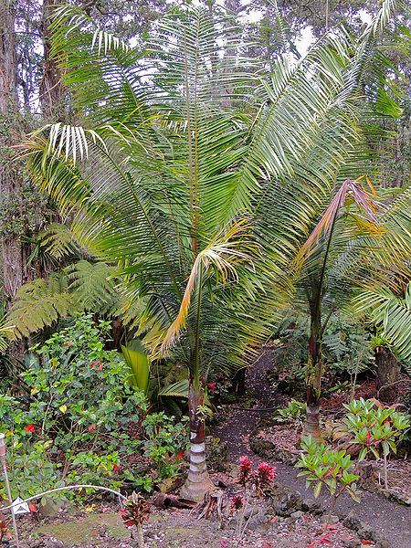 File:Dypsis lastelliana day DO.jpg