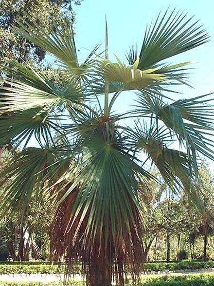File:Calcarea02z.jpg
