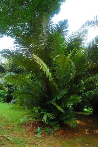 Arenga Westerhoutii