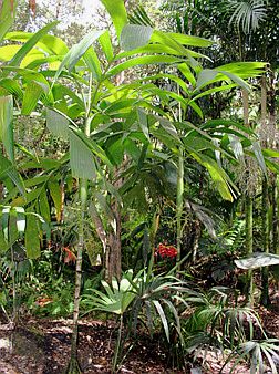 Areca guppyana form.jpg