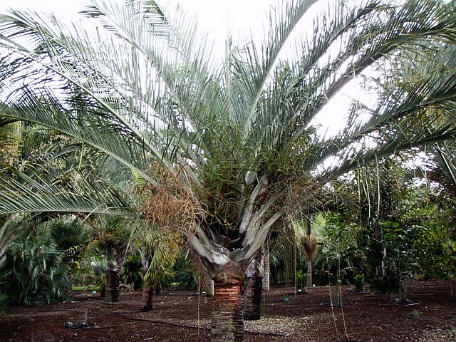 File:Dypsis decaryi53.jpg