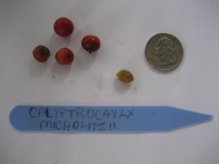 File:Calyptrocalyx micholitzii-Seed.jpg