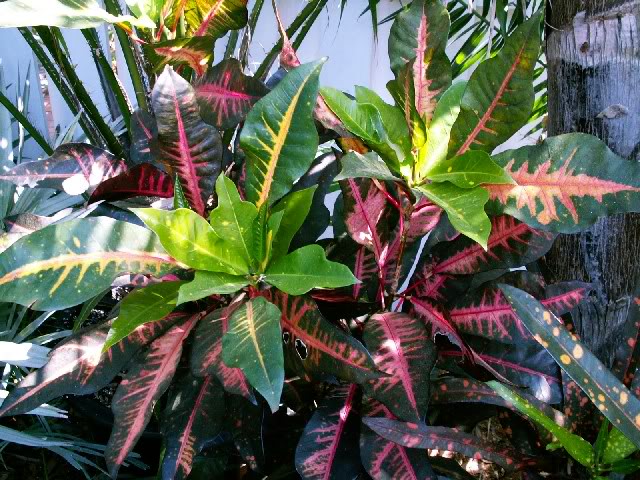 AFD 5 AND 7 - Palmpedia - Palm Grower's Guide