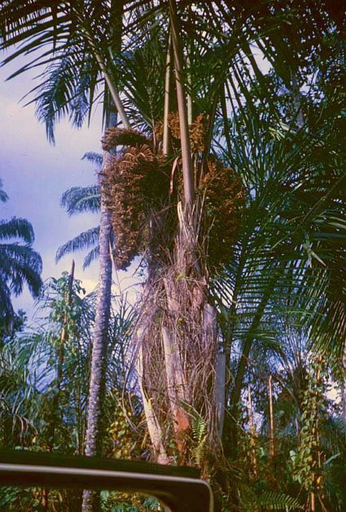 Raphia vinifera Palmpedia Palm Grower's Guide