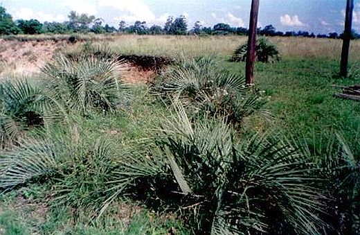 File:Butia sp2.jpg