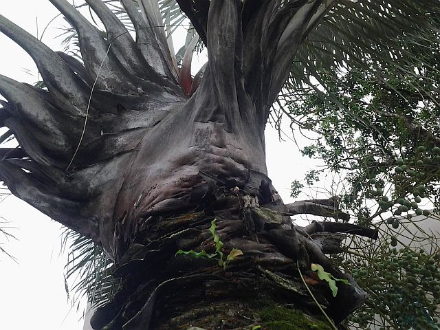 File:20120426 164008.jpg