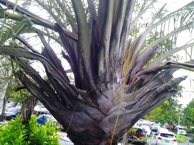 File:20120426 163807.jpg