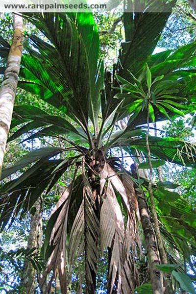 Cyphosperma tanga Palmpedia Palm Grower's Guide