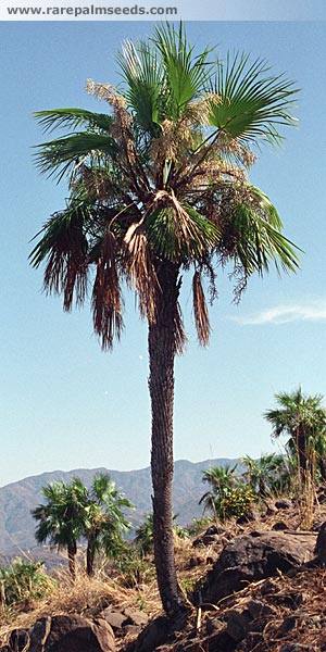 File:BraSar.jpg