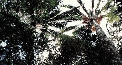 Ravenea robustior 001.jpg