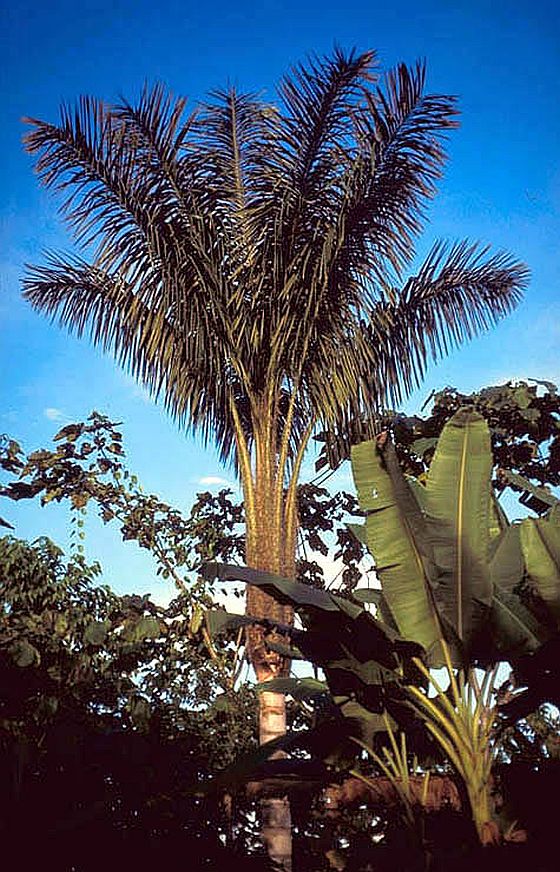 Astrocaryum chambira - Palmpedia - Palm Grower's Guide