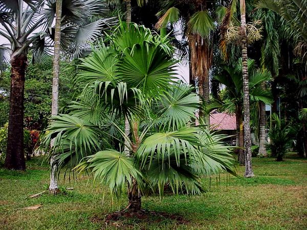 Thrinax parviflora Alchetron, The Free Social Encyclopedia