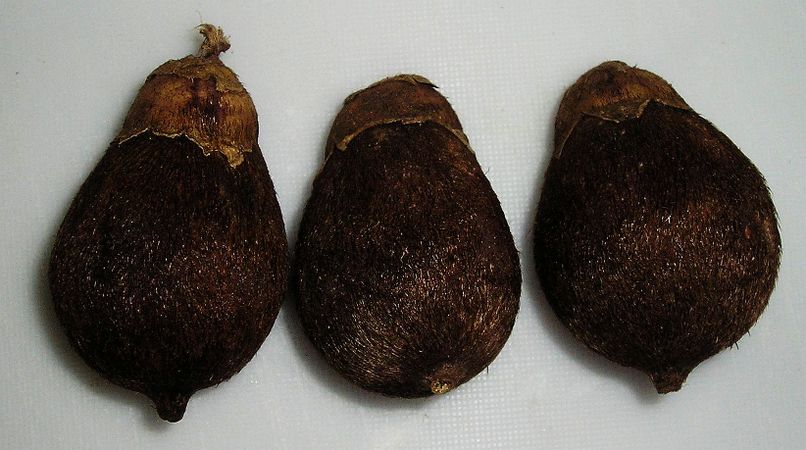 Astrocaryum aculeatissimum Palmpedia Palm Grower's Guide