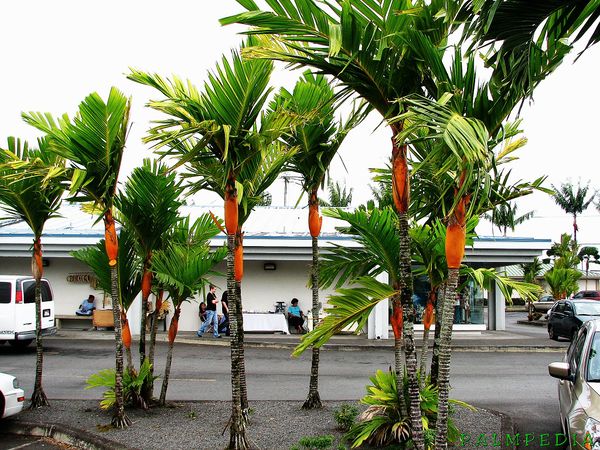 600px-Areca_vestiarias_mall_hilo.jpg