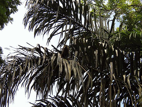 Raphia taedigera Palmpedia Palm Grower's Guide