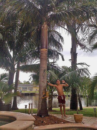 Satakentia Liukiuensis Precision Landscaping Palm Trees Plants