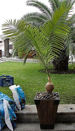 Gaussia gomez-pompae - Palmpedia - Palm Grower's Guide