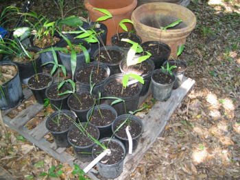 Seedlings fresh from Hawaii