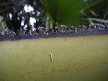 Amazing Petiole Armor