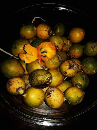 Astrocaryum aculeatum Palmpedia Palm Grower's Guide