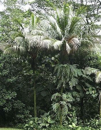 Calyptronoma plumeriana Palmpedia Palm Grower's Guide