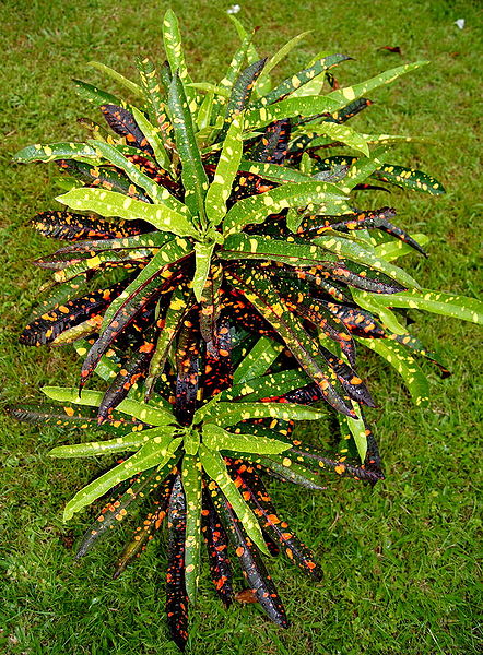 FRANKLIN ROOSEVELT - Palmpedia - Palm Grower’s Guide