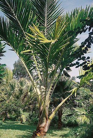 Metroxylon Alchetron, The Free Social Encyclopedia