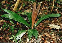 CALYPTROCALYXMICHOLITZIISpWilsonianus.jpg