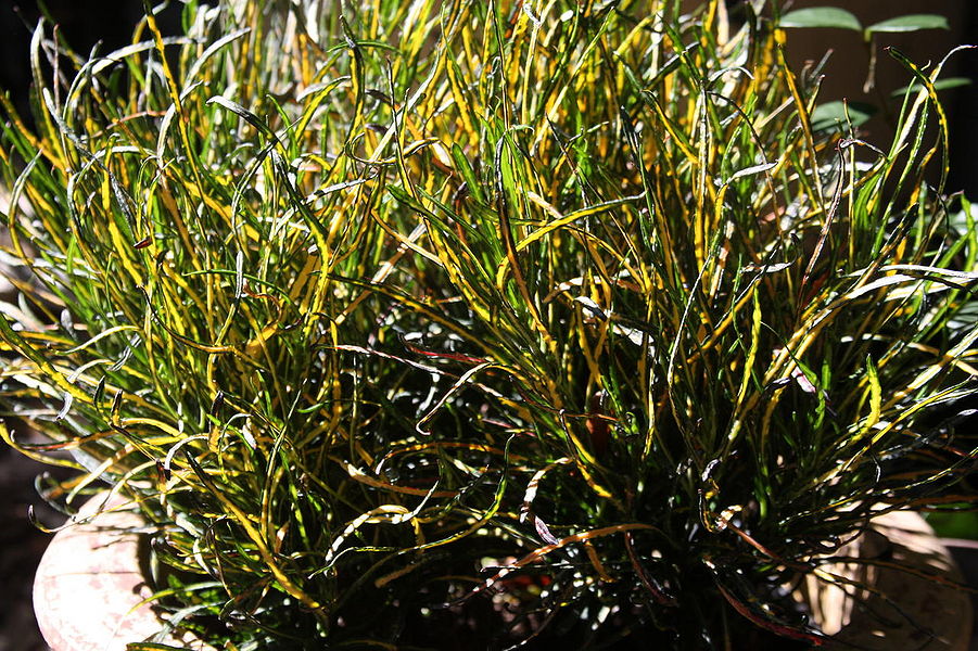 PICASSO'S PAINTBRUSH Palmpedia Palm Grower's Guide