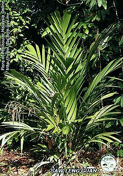 Pinanga-palustris---Habit.jpg