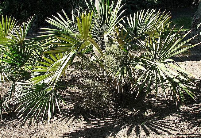 Guihaia argyrata Palmpedia Palm Grower's Guide