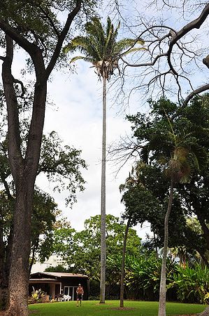 Attalea cohune Palmpedia Palm Grower's Guide