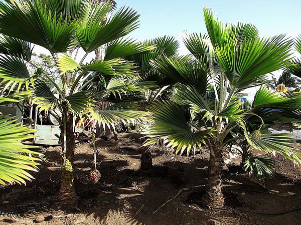 Pritchardia thurstonii - Palmpedia - Palm Grower's Guide