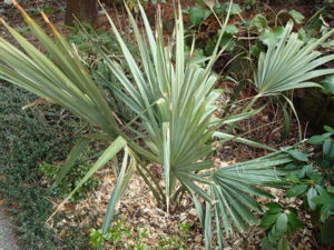 Sabal minor