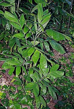Pinanga patula young plant.jpg