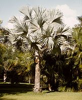 Bismarckia nobilis2.jpg