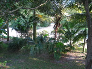 Rooftop view of various palms
