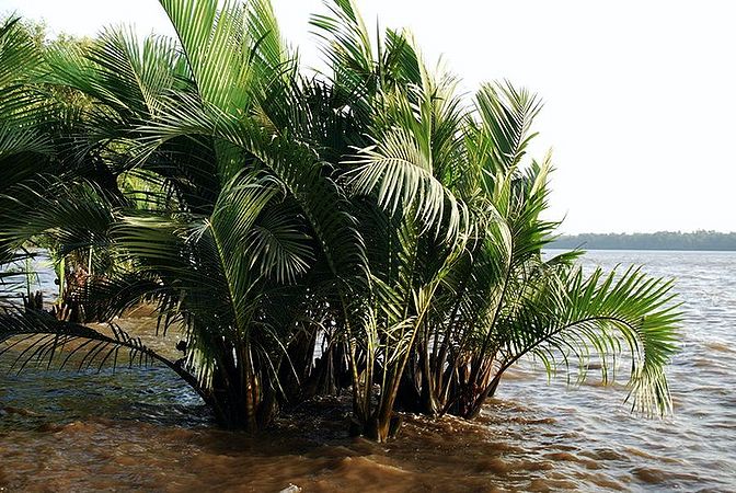 Nypa fruticans Alchetron, The Free Social Encyclopedia