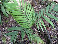 Alloschmidtia glabrata.jpg
