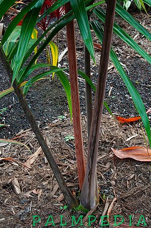 Image result for dypsis dark mealy bug