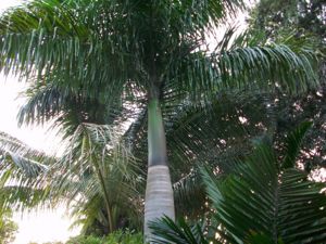 Another example of crownshaft: Roystonea regia