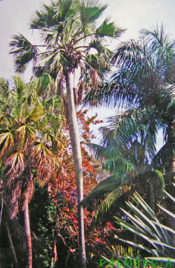 Fairchild