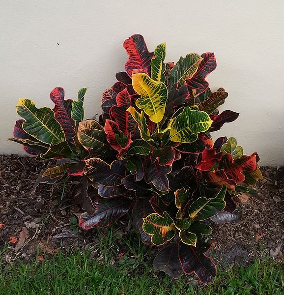 MICHELANGELO - Palmpedia - Palm Grower's Guide