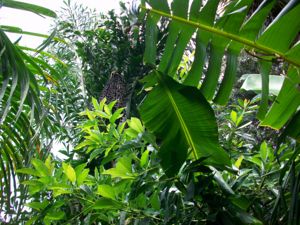 Example A infructescence among the jungle growth
