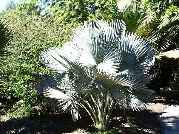 Copernicia hospita - Palmpedia - Palm Grower’s Guide